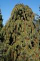 Pinus strobus Pendula IMG_6716 Sosna wejmutka